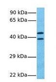 Anti-POU4F1 antibody produced in rabbit IgG fraction of antiserum
