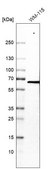 Anti-VEZF1 antibody produced in rabbit Prestige Antibodies® Powered by Atlas Antibodies, affinity isolated antibody, buffered aqueous glycerol solution