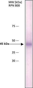 Anti-hABH1 antibody, Mouse monoclonal clone hABH1-151, purified from hybidoma cell culture