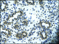 Anti-HHEX antibody produced in rabbit affinity isolated antibody