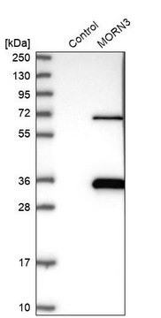 Anti-MORN3 antibody produced in rabbit Prestige Antibodies&#174; Powered by Atlas Antibodies, affinity isolated antibody, buffered aqueous glycerol solution