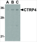 Anti-CTRP4 (ab2) antibody produced in rabbit affinity isolated antibody, buffered aqueous solution