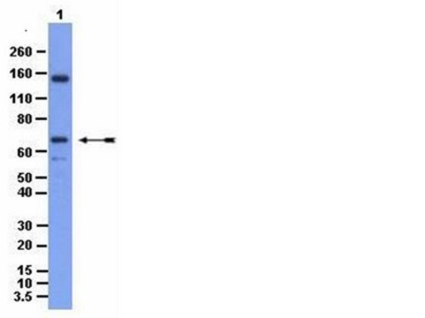 Anti-HDAC7 Antibody from rabbit, purified by affinity chromatography