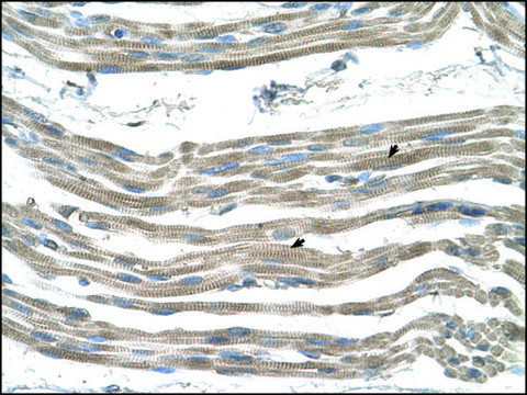 Anti-SLC25A22 antibody produced in rabbit IgG fraction of antiserum