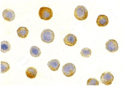 Anti-IL-1RAcP Antibody from rabbit, purified by affinity chromatography