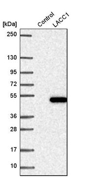 Anti-LACC1 antibody produced in rabbit Prestige Antibodies&#174; Powered by Atlas Antibodies, affinity isolated antibody, buffered aqueous glycerol solution