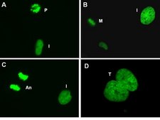LentiBrite Histone H2B-GFP Lentiviral Biosensor