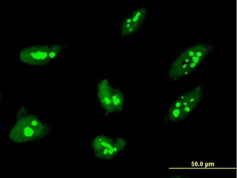 Monoclonal Anti-THAP1 antibody produced in mouse clone 2C1-2F2, purified immunoglobulin, buffered aqueous solution