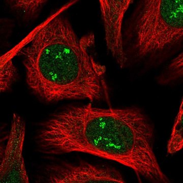 Anti-POLR1A antibody produced in rabbit Prestige Antibodies&#174; Powered by Atlas Antibodies, affinity isolated antibody