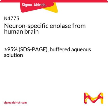 神经元特异性烯醇化酶 来源于人类大脑 &#8805;95% (SDS-PAGE), buffered aqueous solution