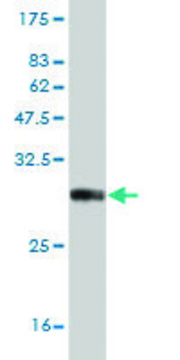 ANTI-NKX3-1 antibody produced in mouse clone 3C1, purified immunoglobulin, buffered aqueous solution