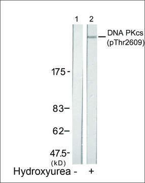 Anti-phospho-PRKDC (pThr2609) antibody produced in rabbit affinity isolated antibody