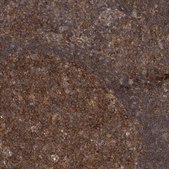 Anti-RIOK3 antibody produced in rabbit Prestige Antibodies® Powered by Atlas Antibodies, affinity isolated antibody, buffered aqueous glycerol solution