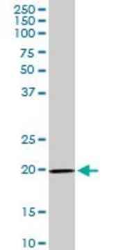 Anti-IL17D antibody produced in rabbit purified immunoglobulin, buffered aqueous solution