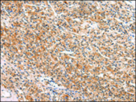 Anti-APLN affinity isolated antibody