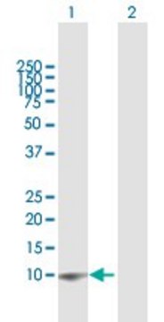 Anti-G0S2 antibody produced in rabbit purified immunoglobulin, buffered aqueous solution