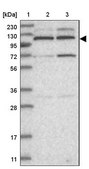 Anti-KIF4A antibody produced in rabbit Prestige Antibodies® Powered by Atlas Antibodies, affinity isolated antibody, buffered aqueous glycerol solution