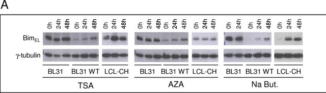 Anti-&#947;-Tubulin antibody, Mouse monoclonal clone GTU-88, ascites fluid