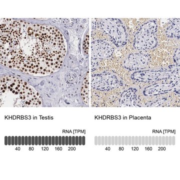 Anti-KHDRBS3 antibody produced in rabbit Ab1, Prestige Antibodies&#174; Powered by Atlas Antibodies, affinity isolated antibody, buffered aqueous glycerol solution