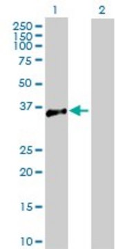 Anti-ATP1B3 antibody produced in rabbit purified immunoglobulin, buffered aqueous solution