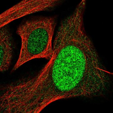 Anti-SP110 antibody produced in rabbit Prestige Antibodies&#174; Powered by Atlas Antibodies, affinity isolated antibody