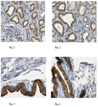 Anti-DYNLT1 Antibody, clone 7A9F4H10 clone 7A9F4H10, from mouse