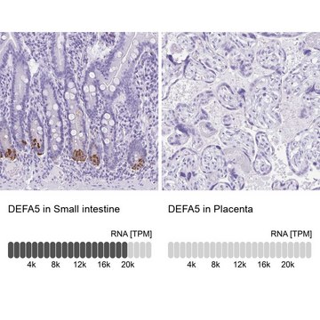 Anti-DEFA5 antibody produced in rabbit Prestige Antibodies&#174; Powered by Atlas Antibodies, affinity isolated antibody, buffered aqueous glycerol solution