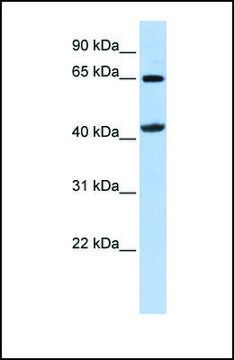 Anti-GATM antibody produced in rabbit affinity isolated antibody