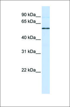 Anti-ESRRB antibody produced in rabbit affinity isolated antibody