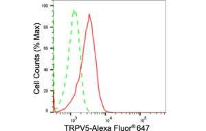 Anti TRPV5 Antibody, clone 24GB1850, Rabbit Monoclonal clone 24GB1850, recombinant rabbit monoclonal, expressed in HEK293 cells