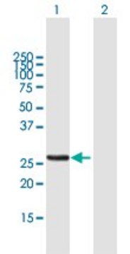 Anti-MTX2 antibody produced in mouse purified immunoglobulin, buffered aqueous solution