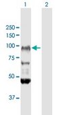 Anti-FXR2 antibody produced in rabbit purified immunoglobulin, buffered aqueous solution