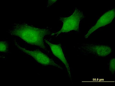 Monoclonal Anti-RGS20 antibody produced in mouse clone 3E10, purified immunoglobulin, buffered aqueous solution