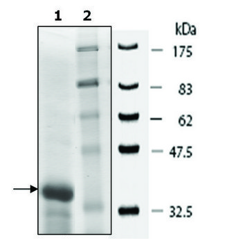 MECP2 human recombinant, expressed in E. coli, &#8805;70% (SDS-PAGE)