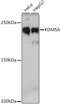 Anti-KDM5A Antibody, clone 5B10P1, Rabbit Monoclonal