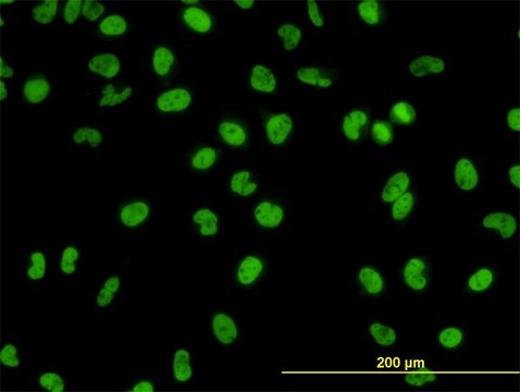 Monoclonal Anti-GATA2 antibody produced in mouse clone 2D11, purified immunoglobulin, buffered aqueous solution