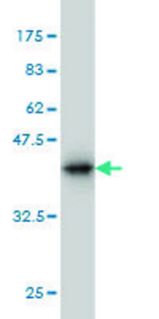 Monoclonal Anti-NRG2 antibody produced in mouse clone 3D2, purified immunoglobulin, buffered aqueous solution