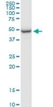 Anti-PPP2R2B antibody produced in rabbit purified immunoglobulin, buffered aqueous solution