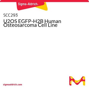 U2OS EGFP-H2B Human Osteosarcoma Cell Line