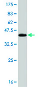 ANTI-BRAF antibody produced in mouse clone 2F7, purified immunoglobulin, buffered aqueous solution