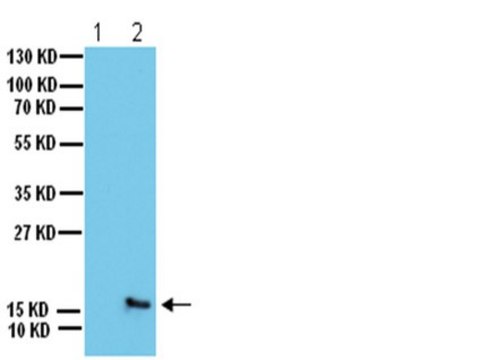 Anti-phospho-H2A.X (Ser139) Antibody Upstate&#174;, from rabbit