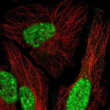 Anti-MEIS1 antibody produced in rabbit Prestige Antibodies&#174; Powered by Atlas Antibodies, affinity isolated antibody