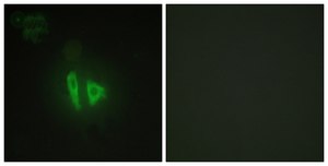 Anti-AKAP11 antibody produced in rabbit affinity isolated antibody