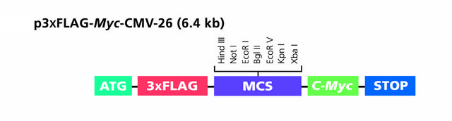 p3XFLAG-myc-CMV&#8482;-26 Expression Vector shuttle vector for transient or stable intracellular dual tagged expression of N-terminal 3xFLAG and C-term c-myc