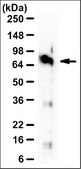 Anti-MSN Antibody, clone 2C12 ascites fluid, clone 2C12, from mouse