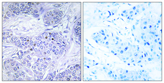 Anti-CEBPG antibody produced in rabbit affinity isolated antibody