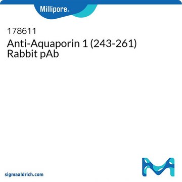 Anti-Aquaporin 1 (243-261) Rabbit pAb