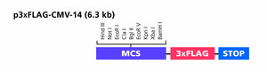 p3XFLAG-CMV™-14 Expression Vector shuttle vector for transient or stable intracellular expression of C-terminal 3xFLAG