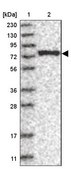 Anti-LARP7 antibody produced in rabbit Prestige Antibodies® Powered by Atlas Antibodies, affinity isolated antibody, buffered aqueous glycerol solution, ab1