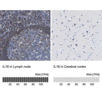 Anti-IL16 antibody produced in rabbit Prestige Antibodies&#174; Powered by Atlas Antibodies, affinity isolated antibody, buffered aqueous glycerol solution